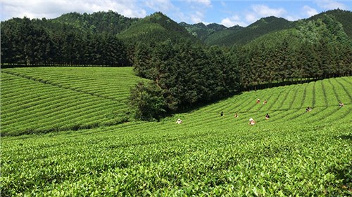 農(nóng)業(yè)部牽頭成立中國茶產(chǎn)業(yè)聯(lián)盟，公司選為副理事長單位